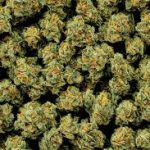 Buy Amnesia Haze Online
